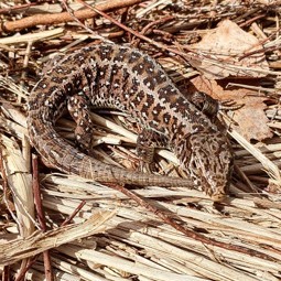 Sand Lizard